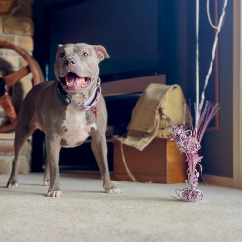 The Dog Behind The Dream: Ella The Adopted American Bully