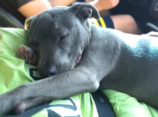 Sleepy Ella on her car ride home from the shelter