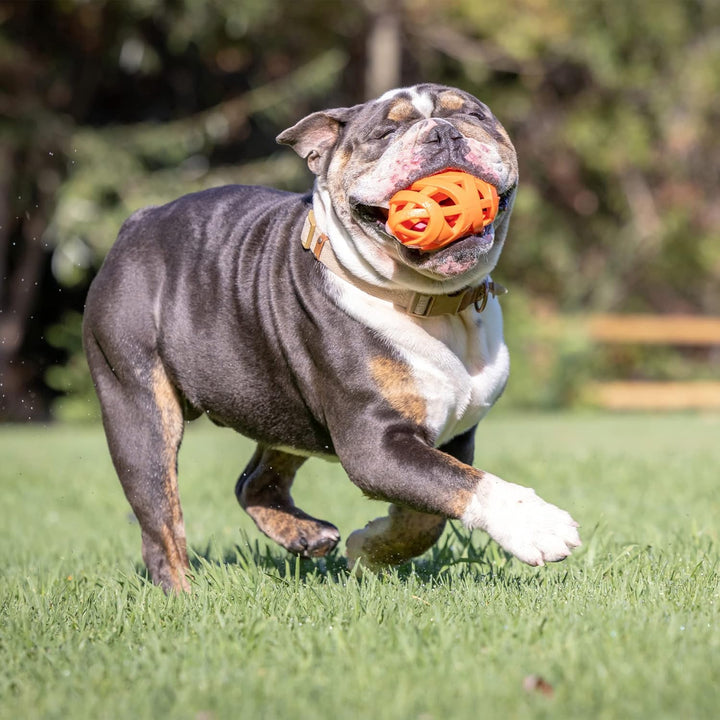 Chuckit! Air Fetch Football Dog Toy Medium