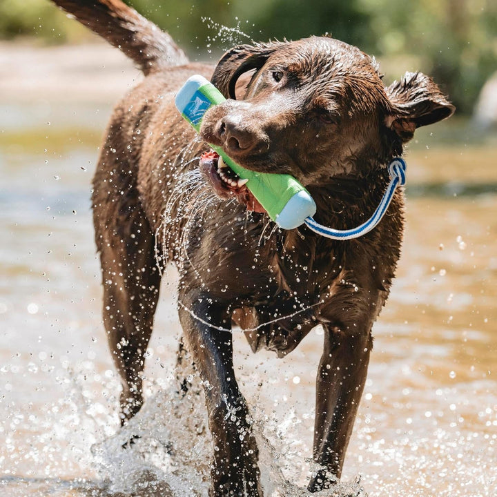 Chuckit! Amphibious Bumper Dog Toy Assorted Medium