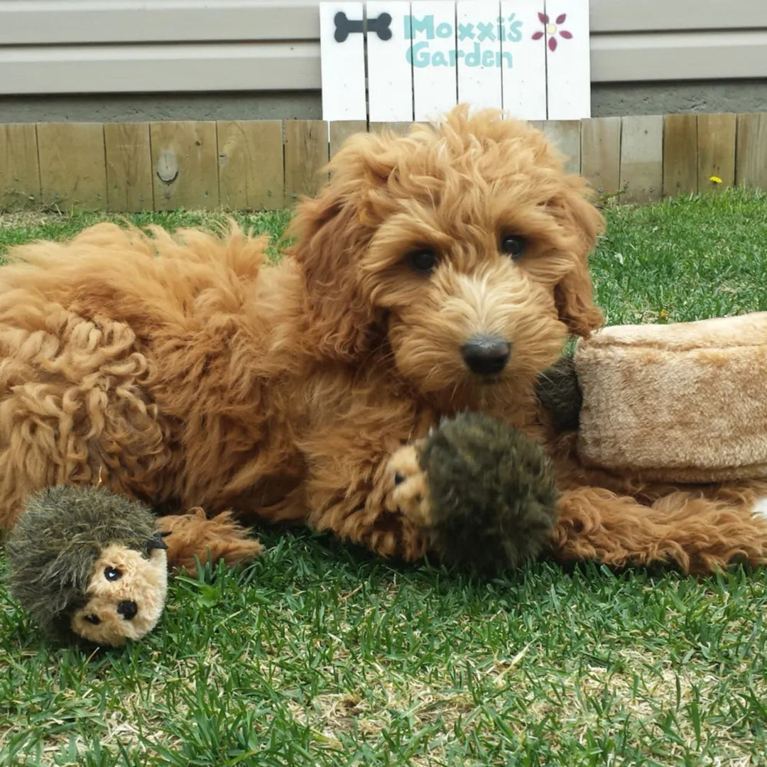 ZippyPaws Zippy Burrow Dog Toy Hedgehog Den