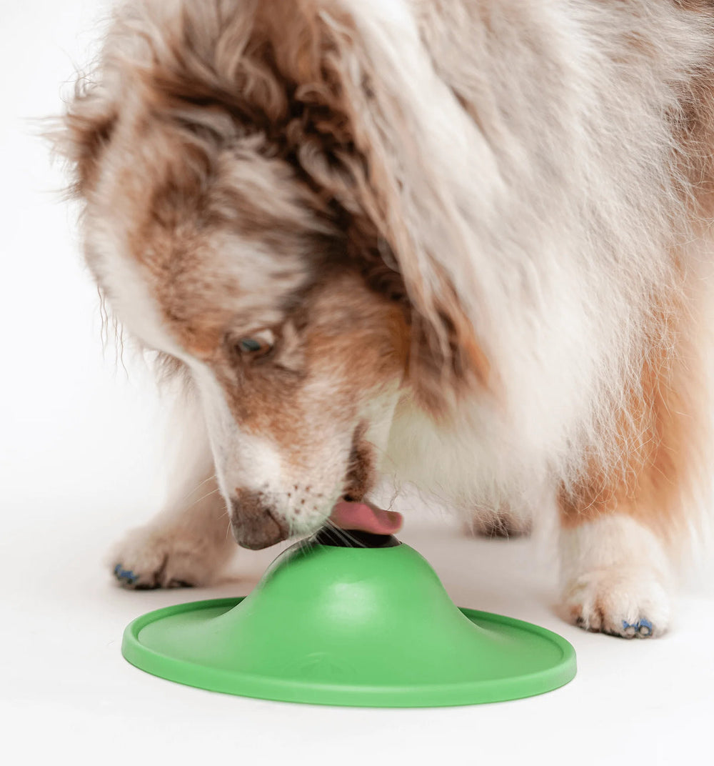 Fluffy dog investigating green soothing saucer toy on plain background